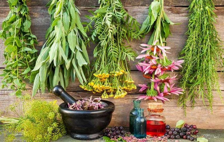 همه چیز درباره شرایط صادرات گیاهان دارویی