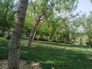 یاشار اسماعیلی